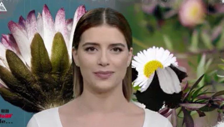 Un vârft de… Margaretă