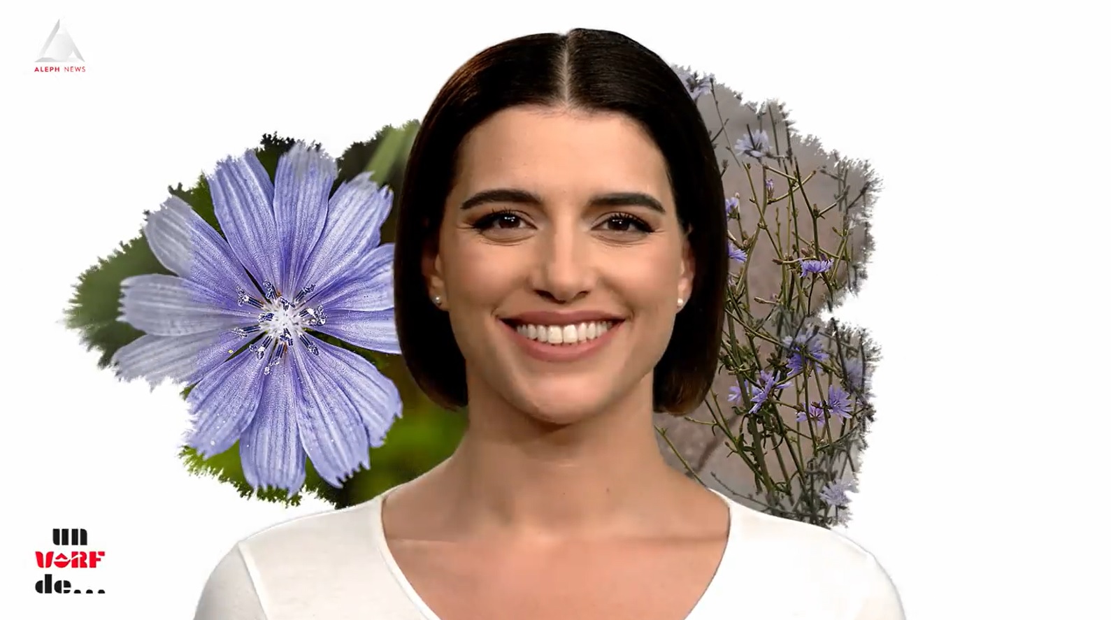 Un vârf de… Cicoare