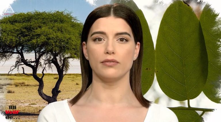 Un vârf de… salcâm