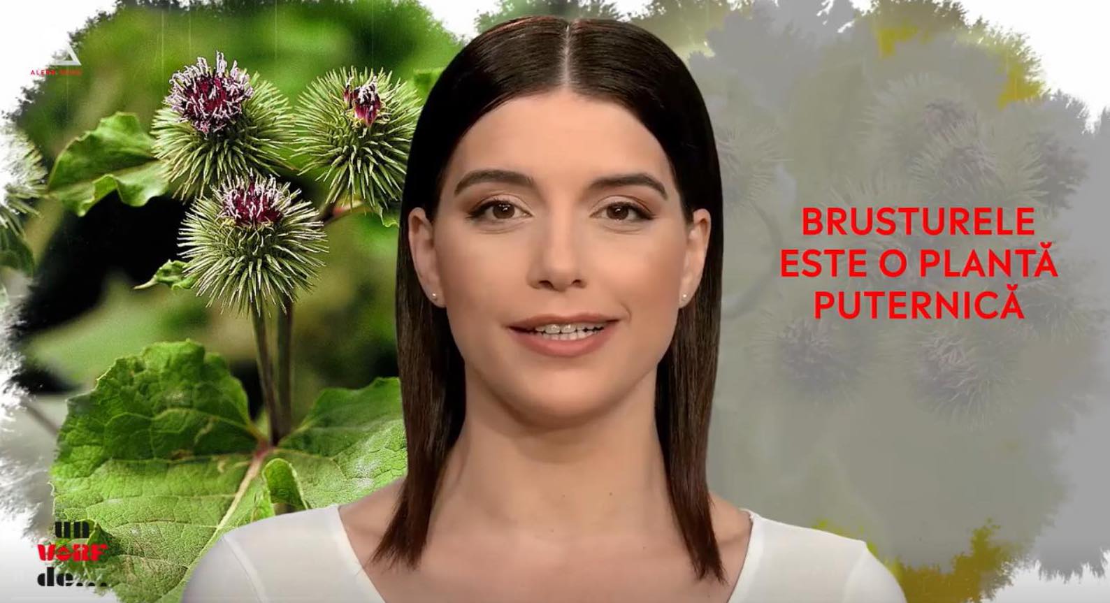 Un vârf de… brusture