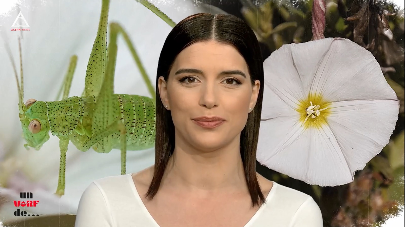 Un vârf de… Volbură