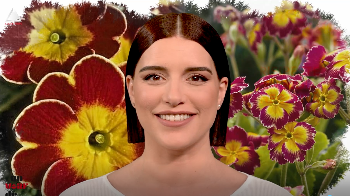 Un vârf de…Primula